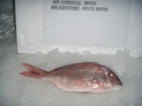 /album/dentex/dentex-jpg/