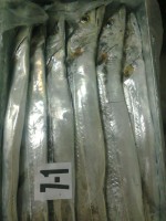 /album/photos-ribbon-fish/ribbonfish-jpg/