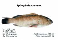/album/galerie-de-photos-poisson-frais/thiof-png/