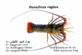 /album/photos-langouste/langouste-png/