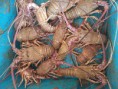 /album/photos-langouste/langouste-jpg/